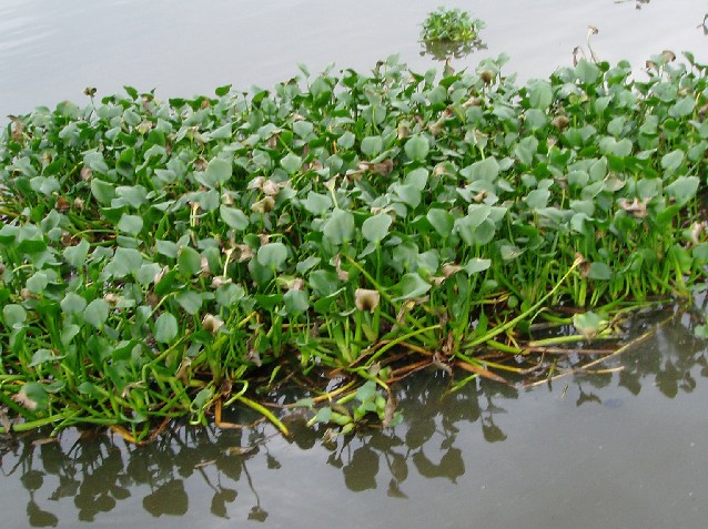 Water Hyacinth (photo: Njei M.T)